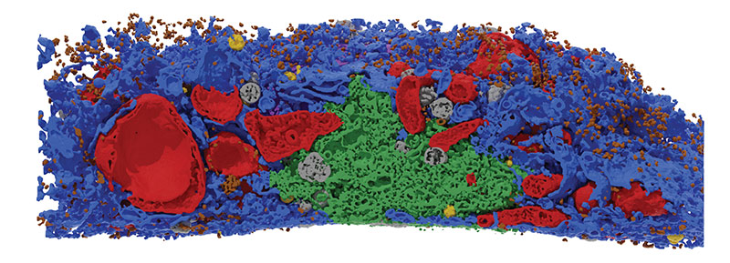 three dimensional visualisation of cell components in red, green, blue and yellow