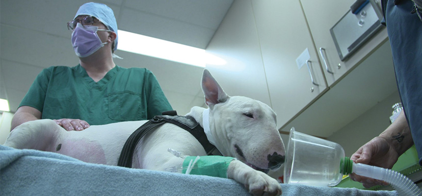 a dog being treated in a medical facility